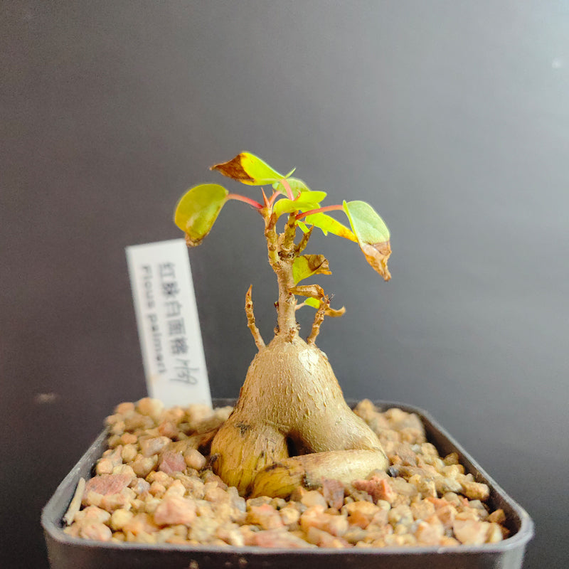 Ficus patmeri S. Watson : Real Live Succulent Cactus Plant