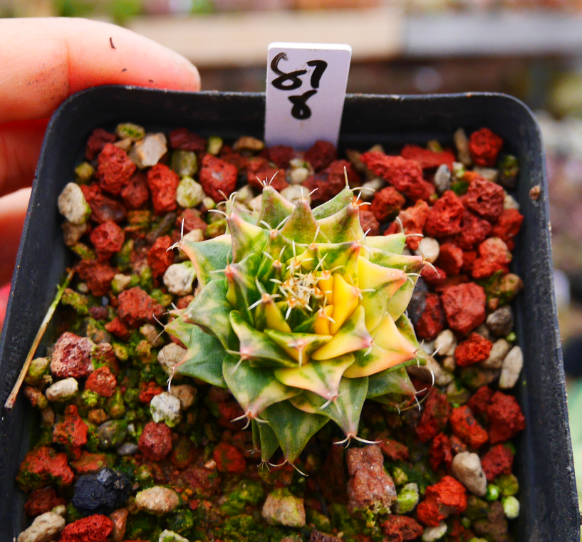 K11 多肉植物 サボテン オブレゴニア 帝冠 綴化 三頭群生