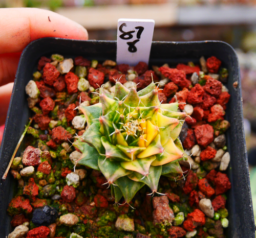 Obregonia Denegrii 'Variegata' : Real Live Succulent Cactus Plant