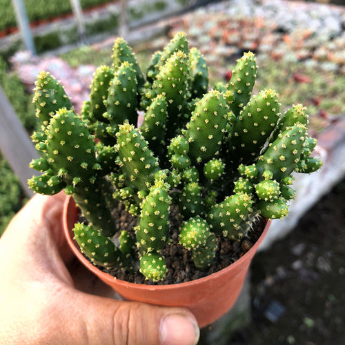 Austrocylindropuntia salmiana (J. Parm. ex Pfeiff.) Backeb. : Real Live Succulent Cactus Plant