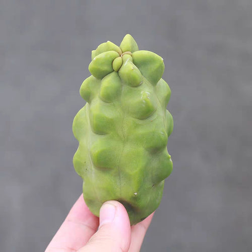 Pachycereus schottii (Engelm.) D. R. Hunt: Real Live Succulent Cactus Plant