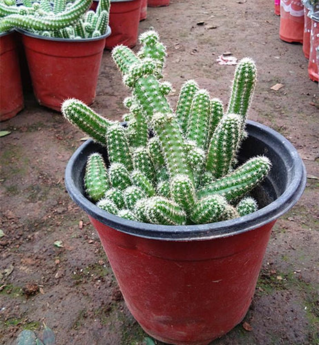 Aporocactus flagelliformis (L.) Lem. : Real Live Succulent Cactus Plant