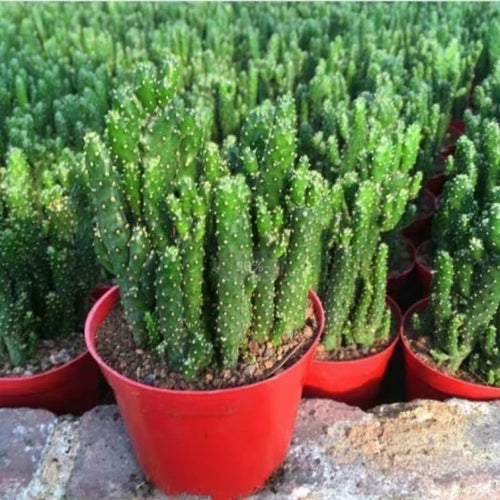 Opuntia monacantha 'Variegata' : Real Live Succulent Cactus Plant