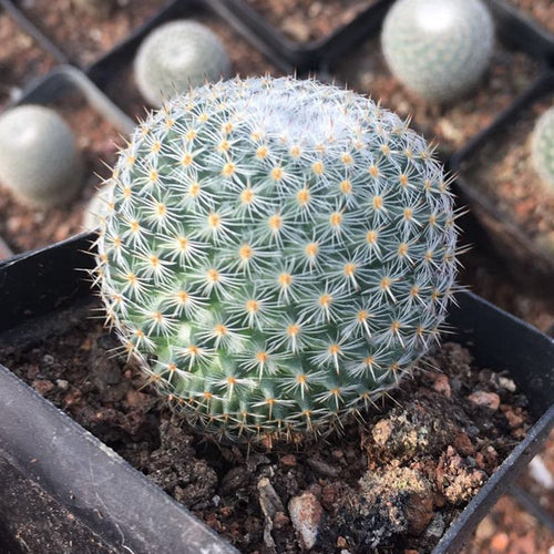 Lobivia haematantha Britton et Rose var. densispina Werderm. : Real Live Succulent Cactus Plant