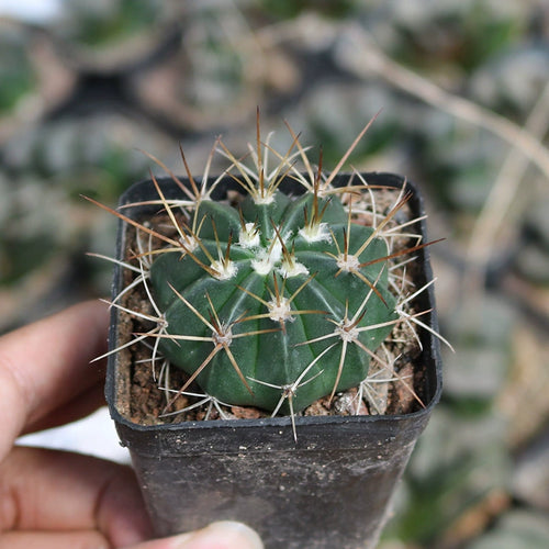 Melocactus salvadorensis Werderm. : Real Live Succulent Cactus Plant