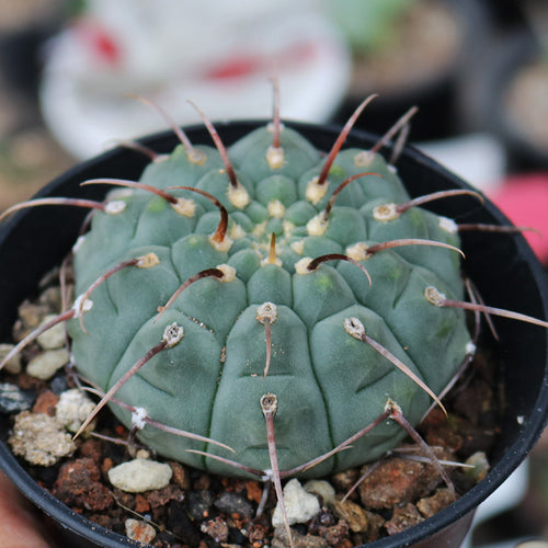 Gymnocalycium vatteri 'Eindornig' : Real Live Succulent Cactus Plant