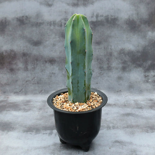 Myrtillocactus geometrizans Cons. : Real Live Succulent Cactus Plant