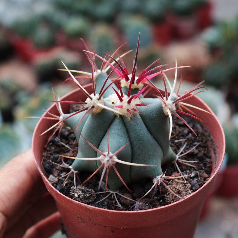 soft cactus succulent Ferocactus emoryi (Engelm.) Orcutt : Real Live Succulent Cactus Plant