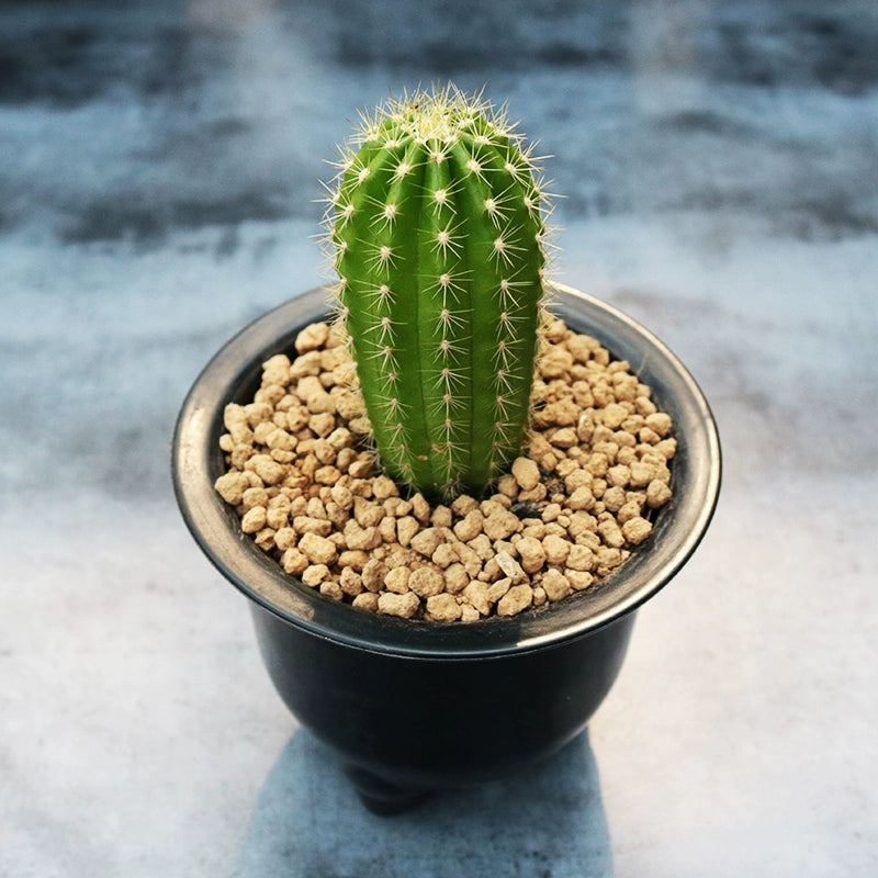 Trichocereus macrogonus (Salm-Dyck) Riccob. : Real Live Succulent Cactus  Plant