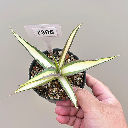 Agave guiengola Gentry x Agave attenuata : Real Live Succulent Cactus Plant