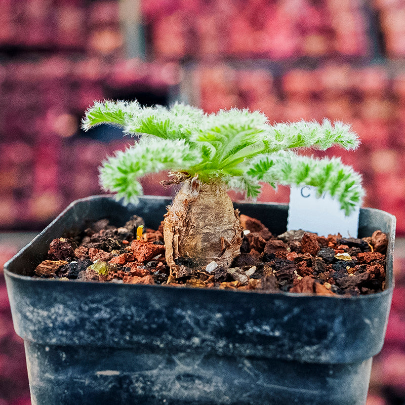 Pelargonium triste (L.) L'Hér. : Real Live Succulent Cactus Plant