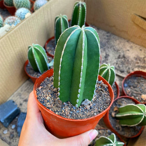 Pachycereus marginatus (DC.) Britton et Rose : Real Live Succulent Cactus Plant