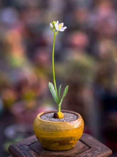 Ornithogalum bracteatum Thunb. : Real Live Succulent Cactus Plant