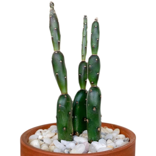 Opuntia phaeacantha Engelm. var. camanchica (Engelm. et J.M.Bigelow) Borg : Real Live Succulent Cactus Plant