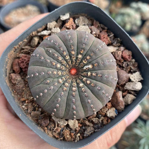 Frailea asterioides Werderm. : Real Live Succulent Cactus Plant