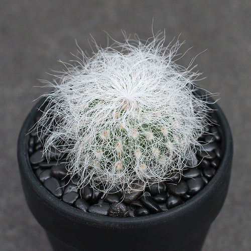 Cephalocereus senilis (Haw.) Schum. : Real Live Succulent Cactus Plant