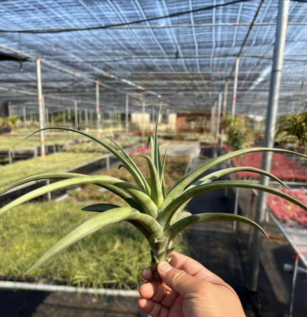 Tillandsia flexuosa Swartz : Real Live Succulent Cactus Plant ...