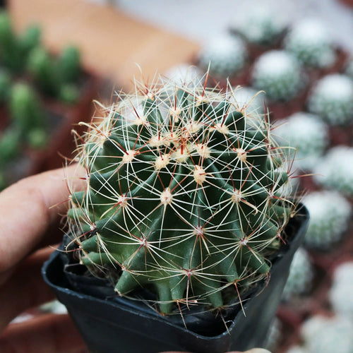 Hamatocactus setispinus Britton et Roser : Real Live Succulent Cactus Plant