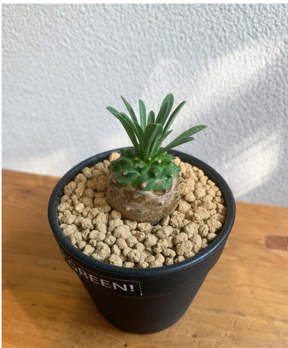 Euphorbia bupleurifolia x Euphorbia susannae Marloth : Real Live Succulent Cactus Plant