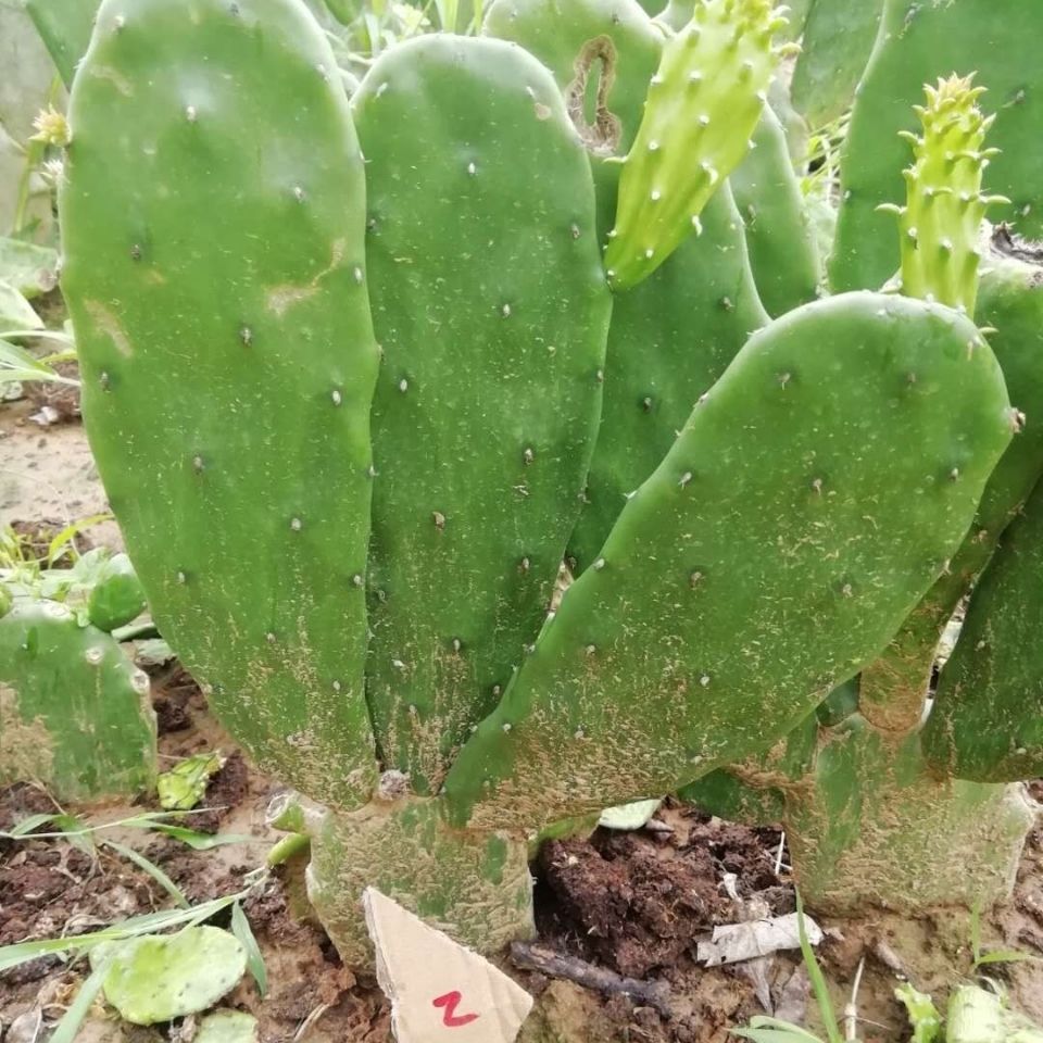 live prickly pear cactus Opuntia cochinellifera (L.) Mill. : Real Live Succulent Cactus Plant – Succulent Zone