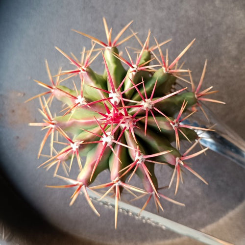 Ferocactus tainesli (Salm-Dyck) Werderm. : Real Live Succulent Cactus Plant