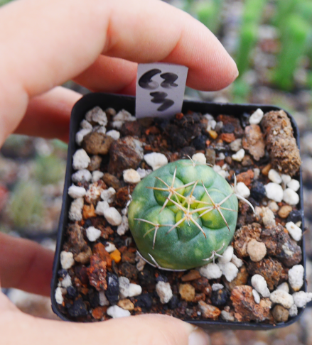 Coryphantha elephantidens 'Variegata' : Real Live Succulent Cactus Plant
