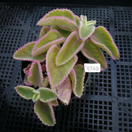 Plectranthus hadiensis var. tomentosus 'Variegata' : Real Live Succulent Cactus Plant
