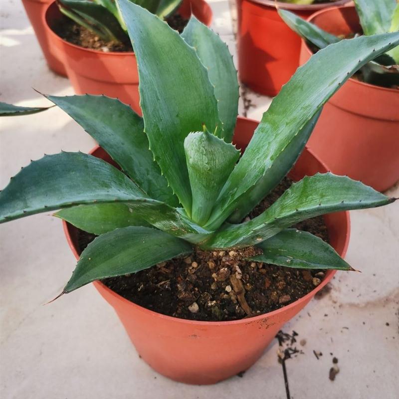 succulent that looks like agave Agave attenuata Salm-Dyck 'Nerva' : Real Live Succulent Cactus Plant – Succulent Zone