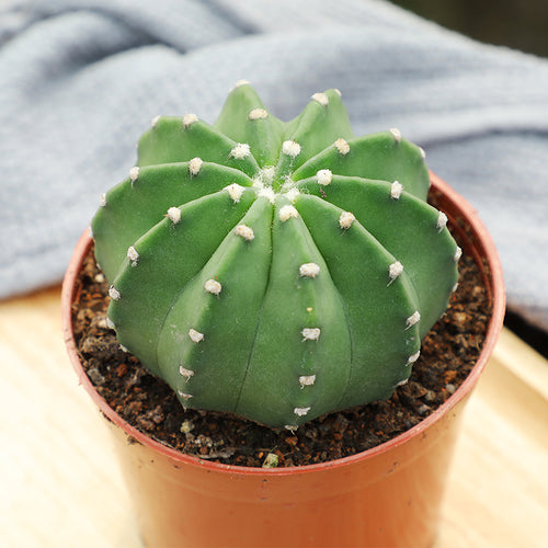 Echinopsis eyriesii 'Orange Flower' : Real Live Succulent Cactus Plant