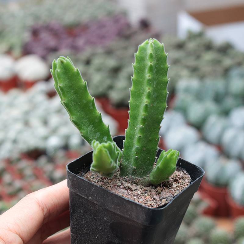 Stapelia grandiflora Mass. : Real Live Succulent Cactus Plant – Succulent  Zone