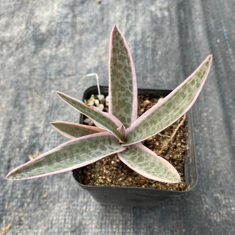 Drimiopsis violacca 'Variegata' : Real Live Succulent Cactus Plant