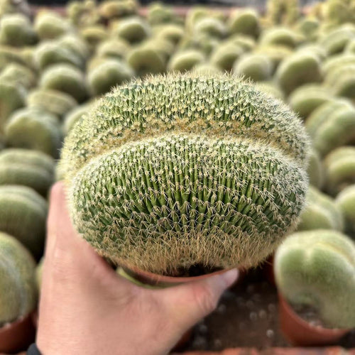 Parodia schumanniana 'Cristata' : Real Live Succulent Cactus Plant