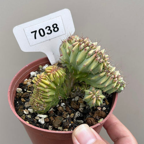 Myrtillocactus geometrizans 'Cristata' : Real Live Succulent Cactus Plant