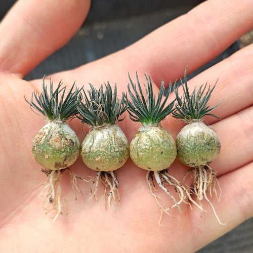 Ornithogalum longebracteatum Matuda : Real Live Succulent Cactus Plant