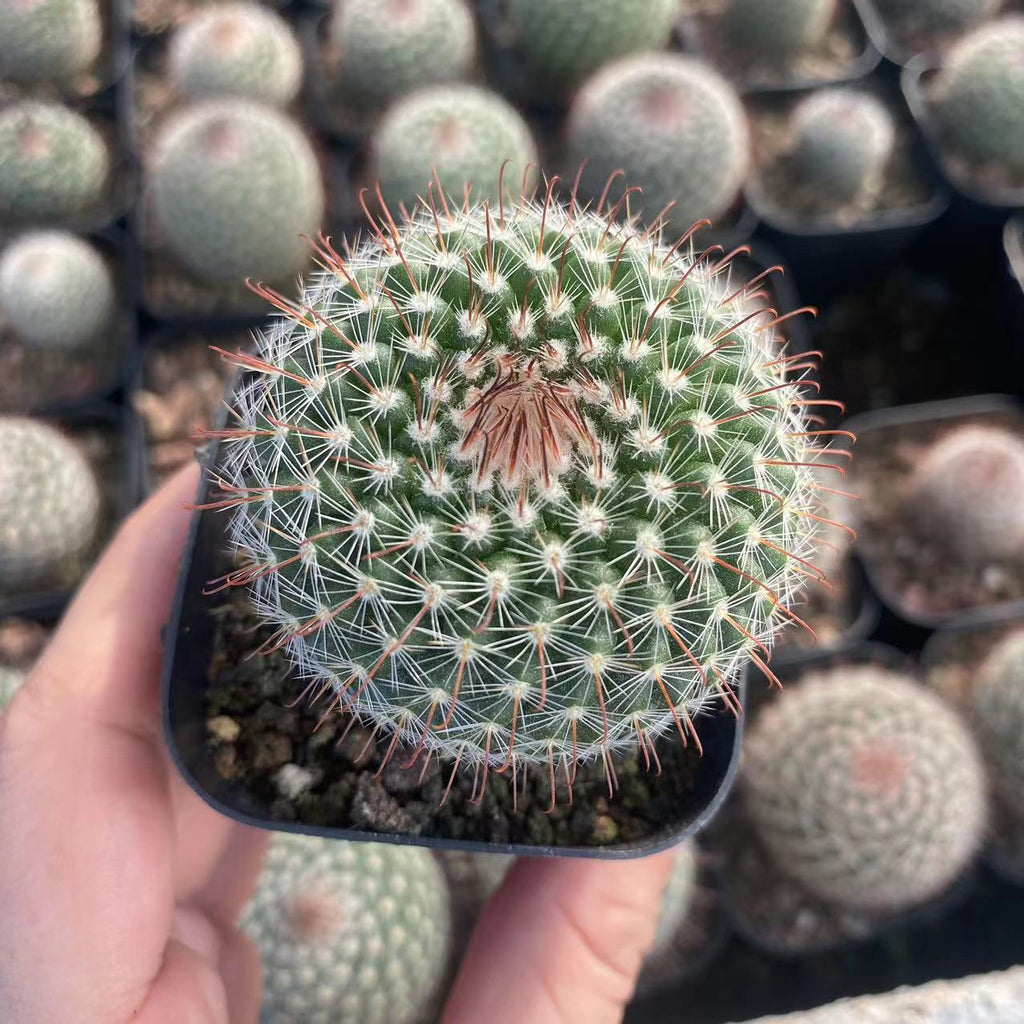 Parodia herzogii Rausch : Real Live Succulent Cactus Plant – Succulent Zone