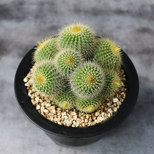 Parodia magnifica 'Colorful' : Real Live Succulent Cactus Plant