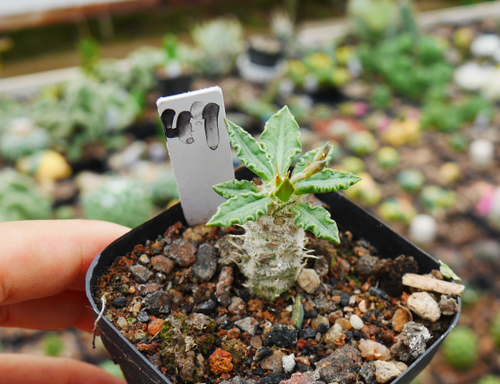 Euphorbia tulearensis (Rauh) Rauh : Real Live Succulent Cactus Plant