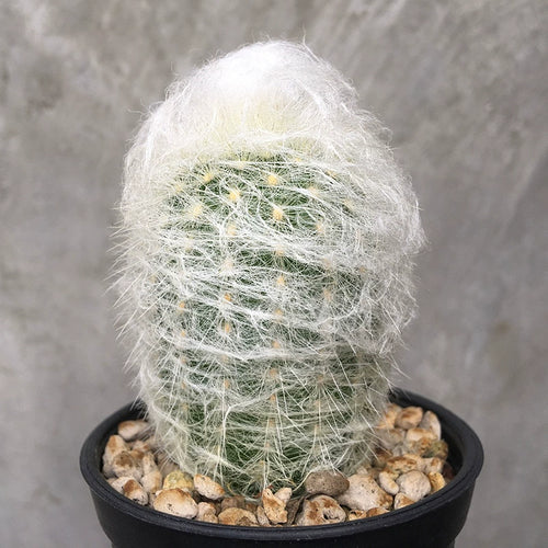 Espostoa nana F. Ritter : Real Live Succulent Cactus Plant