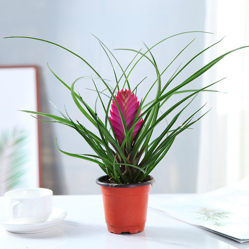 Tillandsia cyanea Linden ex K. Koch : Real Live Succulent Cactus Plant –  Succulent Zone