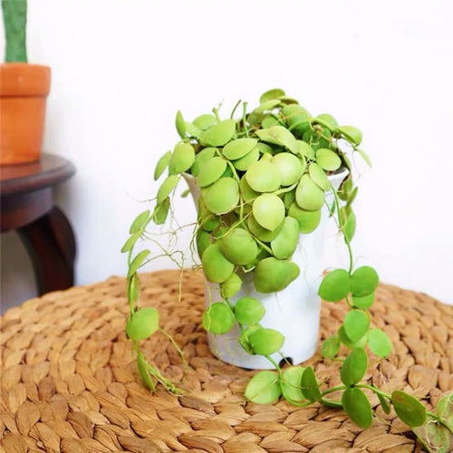 D. pectinoides H. H. W. Pearson : Real Live Succulent Cactus Plant