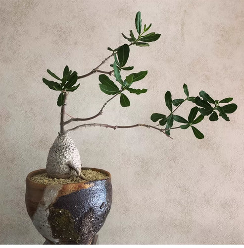 Fockea edulis (Thunb.) K. Schum. : Real Live Succulent Cactus Plant