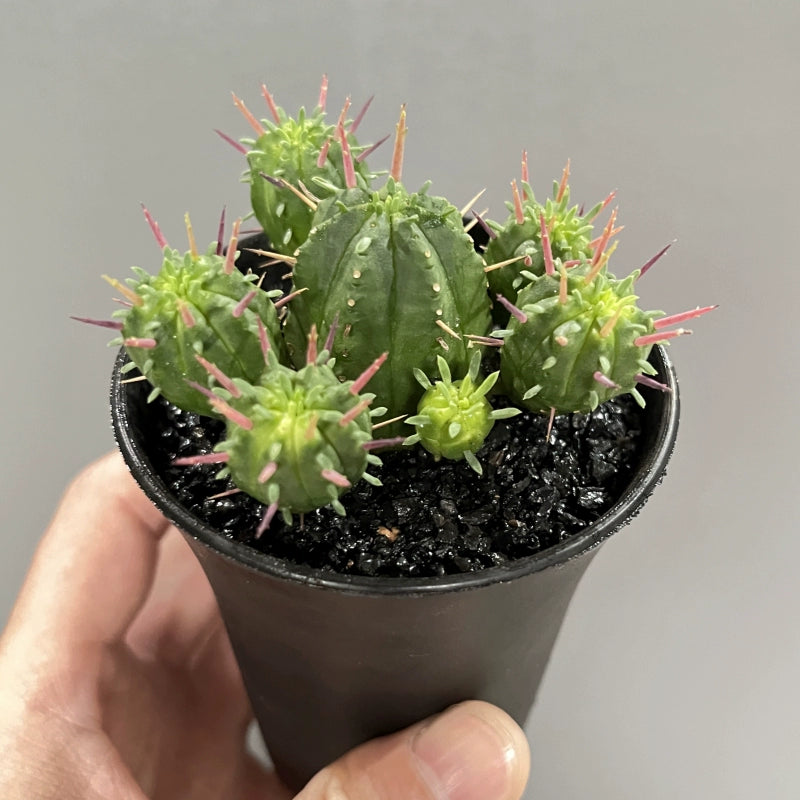 Euphorbia heptagona L. : Real Live Succulent Cactus Plant