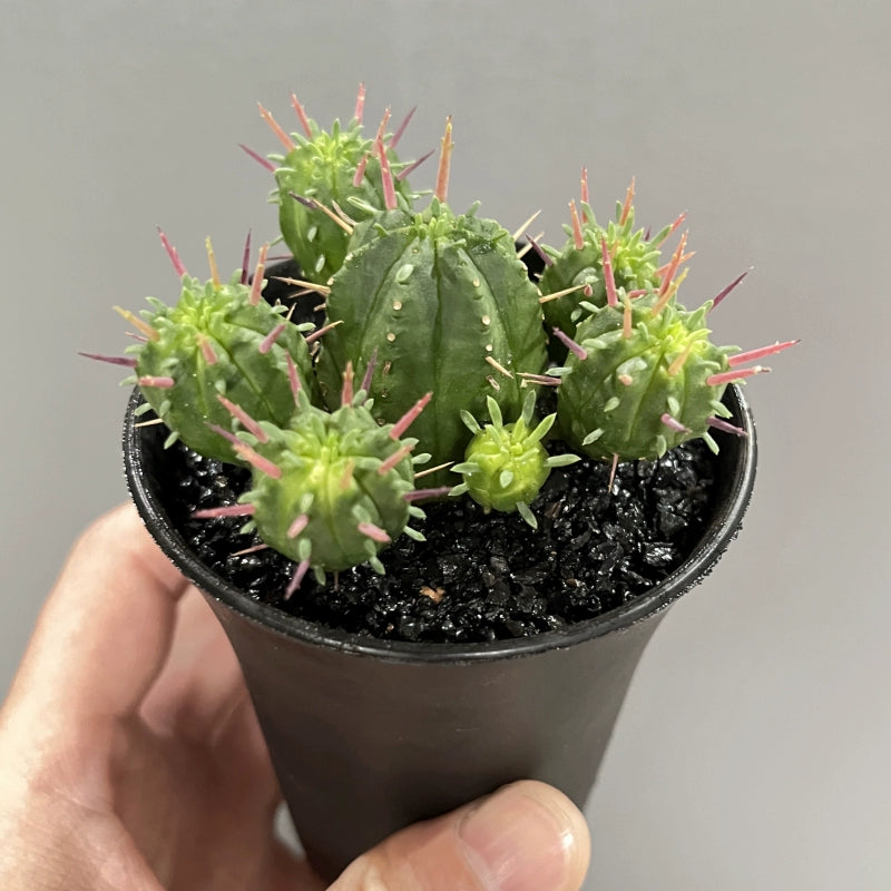 succulent that looks like cactus Euphorbia heptagona L. : Real Live Succulent Cactus Plant