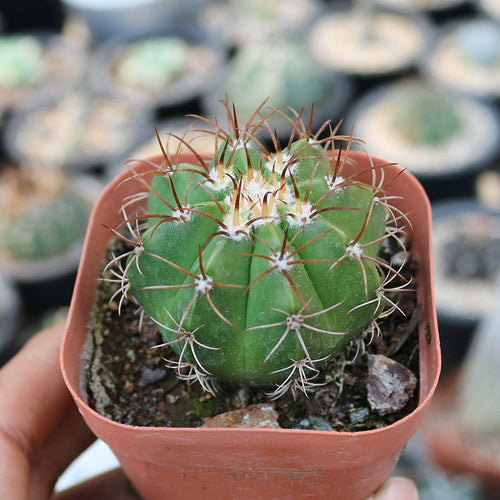Melocactus matanzanus Leon. : Real Live Succulent Cactus Plant