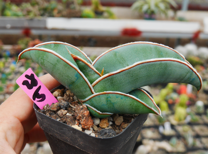 Sansevieria ehrenbergi 'Banana' : Real Live Succulent Cactus Plant –  Succulent Zone