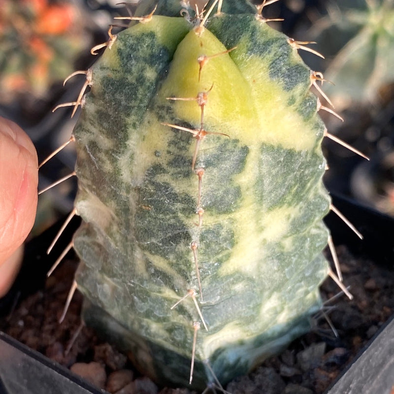 echinocereus knippelianus Echinocereus knippelianus Liebner. 'Variegata' : Real Live Succulent Cactus  Plant