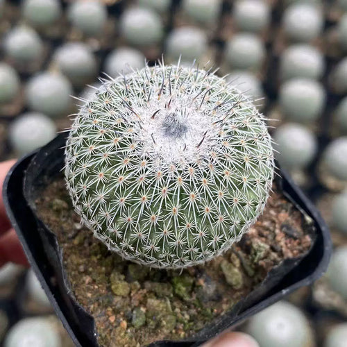 Epithelantha unguispina Bodeker : Real Live Succulent Cactus Plant
