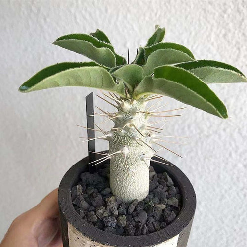 Pachypodium saundersii N. E. Br. : Real Live Succulent Cactus Plant