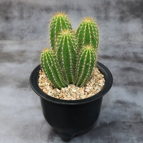 Neobuxbaumia polylopha (DC.) Backeberg : Real Live Succulent Cactus Plant
