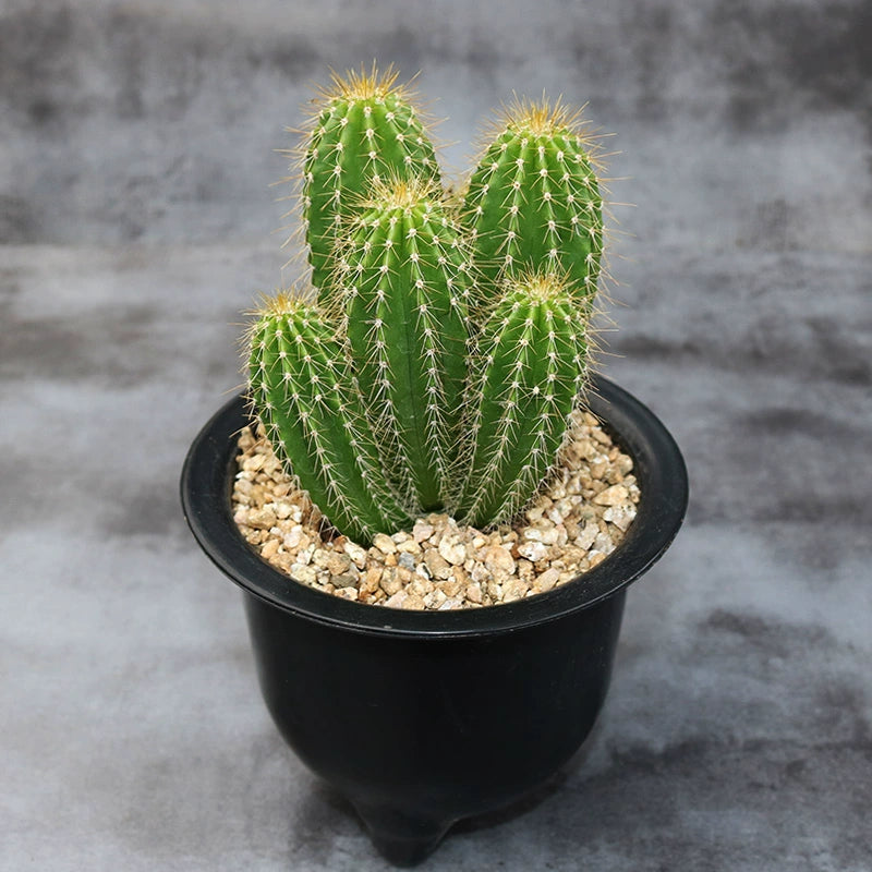 dc succulents Neobuxbaumia polylopha (DC.) Backeberg : Real Live Succulent Cactus Pl – Succulent Zone
